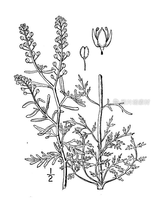 古董植物学植物插图:Lepidium ruderale，路边胡椒草